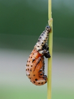 Pupa di Melasoma populi (Crisomela del pioppo)
